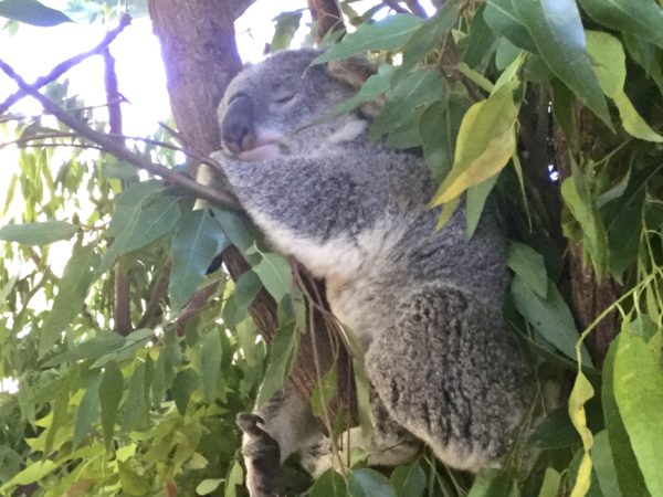 かわいいコアラ たくさんの動物と雄大な自然の国オーストラリア 何度でも海外旅行 旅プロおすすめの国